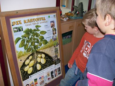 Kartoffeln 04 In der Kita informieren sich die Kinder ber den Aufbau einer Kartoffelpflanze